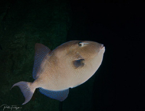 triggerfish
 by Pieter Firlefyn 